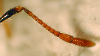 Close up photo of a fire ant antenna
