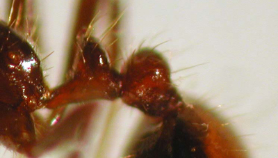 Close up photo of a fire ant's two-segmented waist