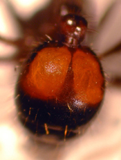 Close up photo of a Black fire ant gaster