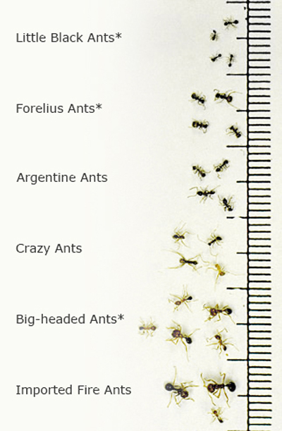 Imported fire ant in comparison with other common species