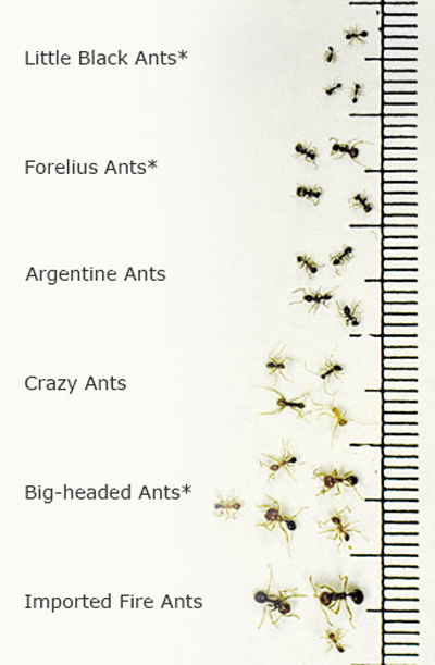 bullet ant size comparison