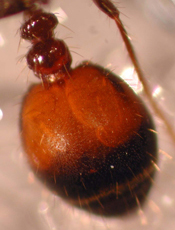 Close up photo of a hybrid fire ant gaster