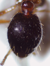 Close up photo of a red fire ant gaster