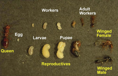 The various castes in a fire ant colony