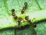 Ants drinking sap from a wounded leaf