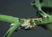 Fire ants destroying a plant