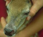 A veterinarian examines a doe for damage