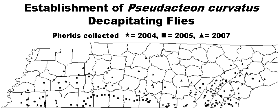 Establishment of Psuedacteon Curvatus Decapitating Flies
