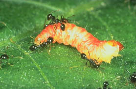 Fire ants attacking a caterpillar 2
