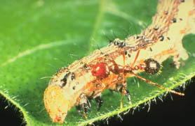 Fire ants attacking a caterpillar