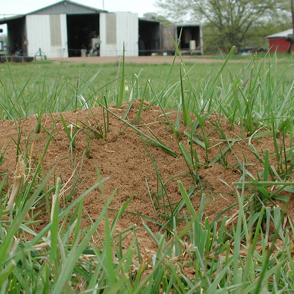 Fire Ant Mound on a Tennessee Farm 