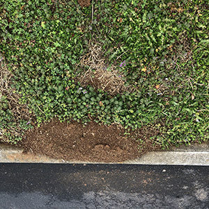 Fire Ant hill on a curb in a parking lot 