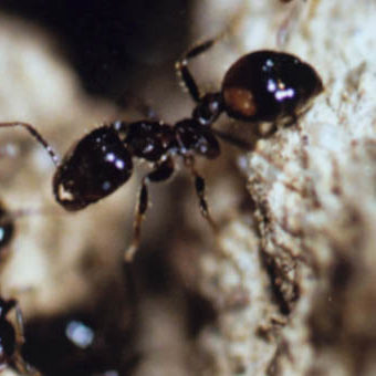 Enlarged image of fire ants 