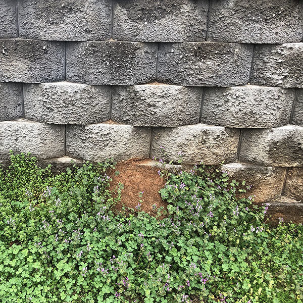 Fire Ant mound built on the side of a retaining wall 